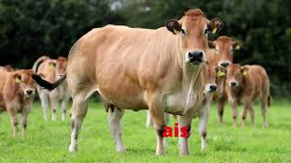 Biggest cows in the world #top10