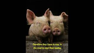 Fact about pigs | 109  #shorts