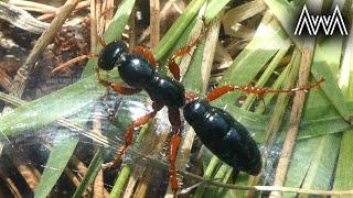 AwA Blue Ant Wasp (Diamma bicolor)