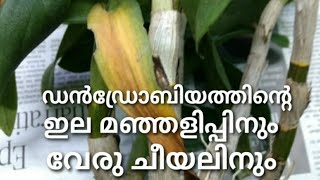 Yellowing leaves & Root rot in Dendrobium Orchids | ഡൻഡ്രോബിത്തിന്റെ ഇല മഞ്ഞളിപ്പിനും വേരു ചീയലിനും