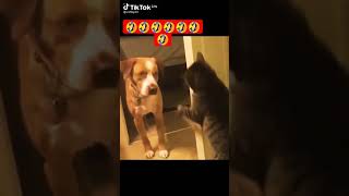 Cats life with dogs,🐶🐈🐕🐱😍🤩🤩😍🤩🤣🤣🤣🤣🤣🤣🤣