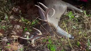 9 point Buck on 10 acres!