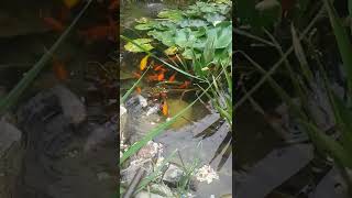 Jacuś i jego ciamkanie #jacuś #koifish #karpkoi #shorts Koi Pond and Koi Feeding WATERFALL SOUNDS