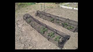 First Year on the Allotment