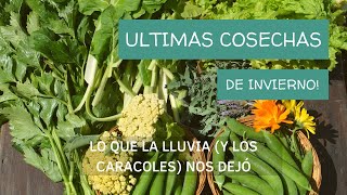 ¡Últimas COSECHAS de invierno! | Lo que la lluvia (y los caracoles) nos dejó | Almácigos y flores