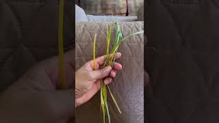 My Dead Grass Plant- I Cut Off