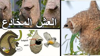 من أغرب أعشاش الطيور المغربmorocco birdwatching