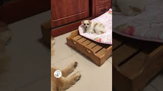 LOL, Try Not To Laugh Funny Dogs Videos Latest Funny Moments of Dogs 🐶😂😂 -EPS1035 #funnydogs