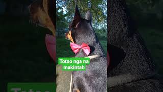 Totoo nga talaga na makintab balahibo #dog #doglover #youtubeshorts #viral