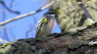 Yellow-rumped Warbler