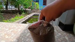 Memberi Makan Ikan Nila di Kolam Depan Rumah