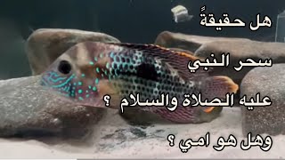 جمال حديقة الفراوله في الطايف / هل حقيقة سحر الرسول عليه الصلاة والسلام ؟ وهل هو أمي ؟