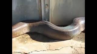 REAL ANACONDA IN TOWN