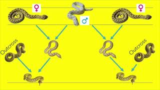 Line Breeding Hognose snakes "1 male to 2 females"