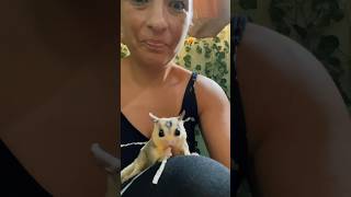 The Sugar Gliders were sooo cute!! #unicorncafe #pocketpet #bali