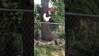 Crazy White Chicken | This chicken sleeps on the road and in trees