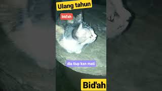 anak kucing.sound bid'ah