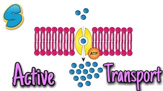 Active transport (በአማርኛ) Grade 9 Biology Unit 2