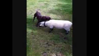 Lamb chasing Dog!! Funny!