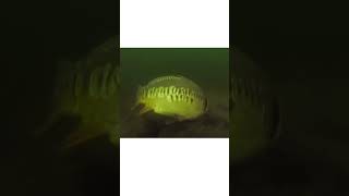 Huge carp underwater take!