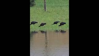 Colorado Shorebird - Ibis Feeding in the Spring Rains