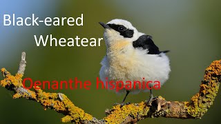 Black-eared wheatear - Oenanthe hispanica - Karakulaklı Kuyrukkakan - Sound