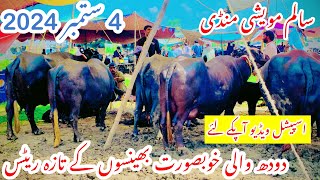 Salam Maveshi Mandi||Buffaloes Latest Rates Update||Top Class Buffaloes||Janwar Mandi||Nili Ravi