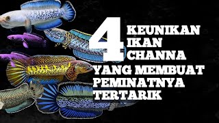 4 KEUNIKAN IKAN CHANNA YANG MEMBUAT PEMINATNYA TERTARIK