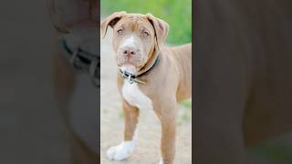 DESCUBRA QUAL RAÇA É A PIOR DE TODAS! PIOR ATÉ QUE O PITBULL! #shorts #curiosidadesanimais #pets