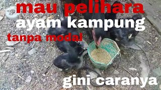 mau pelihara ayam kampung ga punya modal !!! gini caranya