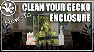 How To Clean your Gecko Enclosure