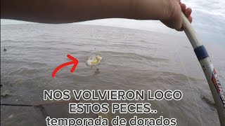 TEMPORADA DE DORADOS EN PARANÁ Y EL RÍO UNO MAS GRANDE QUE OTRO,NO PARABAN DE PICAR mira el video.