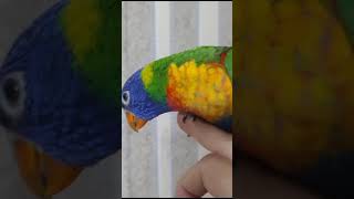 Tamed lorikeet | playful parrot #birds #parrotspeak #lorries #lorikeet