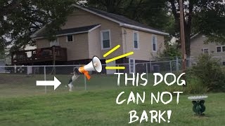 This Dog Can't Bark!