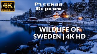 Wildlife of Sweden | 4k HD