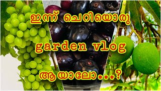 ഇന്ന് ചെറിയൊരു #GardenVlog ആയാലോ...?|ബഹ്‌റൈനിലെ ഒരു കൊച്ചു കേരളം..#bahrain #garden #vegetables #vlog