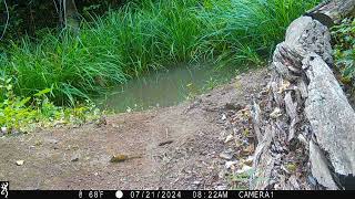 chipmunk goes in pond 21Jul2024