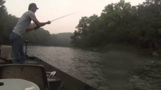 Live Shad for Spotted Bass