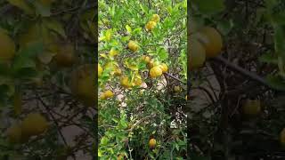 Oranges & Flowers at home