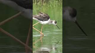 Sandpiper Stilt Bird❤, 🌿🍃 #sandpiper #stilts #stilt #birds #love #shorts #ytshortsindia #cute #watch