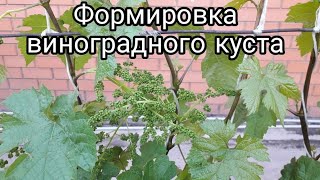 Формировка виноградного куста.  Обломка, нормировка куста побегами