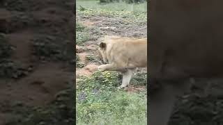 Lion catches rabbit #shorts #lion #lionvsrabit