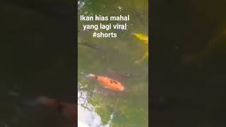 ikan hias#shorts