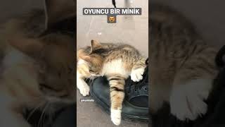 OYUN SEVER BİR MİNİK #cat #kitten #keşfet #tiktok #fyp #pişik #shorts #challenge #fypシ #fy #kedi 😻