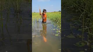 Wow! Amazing Boy Catching Big Fish by Traditional Teta Trap in Beel #teta_trap_fishing #catch_fish