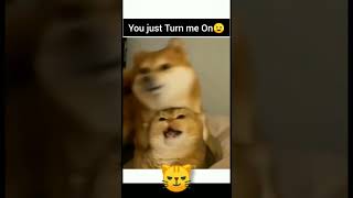 How to turn your partner on | cat and dog quarrel | Cute pet #funniestvideo #happypetstory