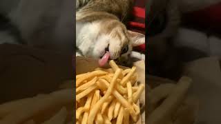 McDonald's fries are not for cats 🚫 #catshorts