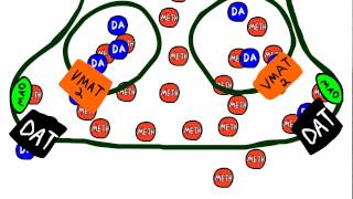 Methamphetamine-induced dopamine release