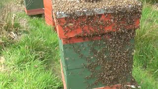 Amazing swarm that did an about turn...watch what happened!