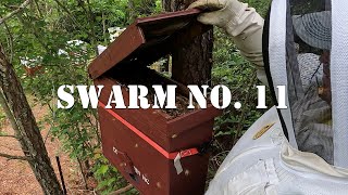 Swarm No. 11 | May 20, 2023 | #colesfarmnc #jacksonvillenc #beekeeping #beeswarm